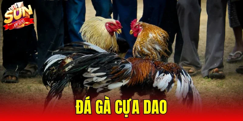 Đá Gà Cựa Dao
