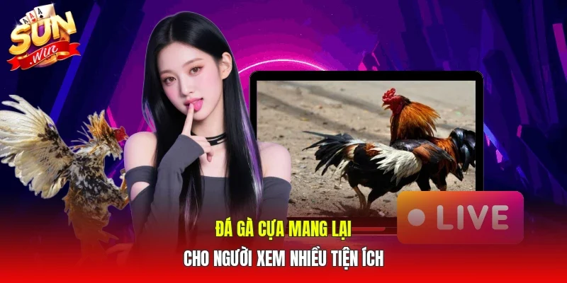 Đá gà cựa tròn loại hình thi đấu độc đáo tại SUNWIN