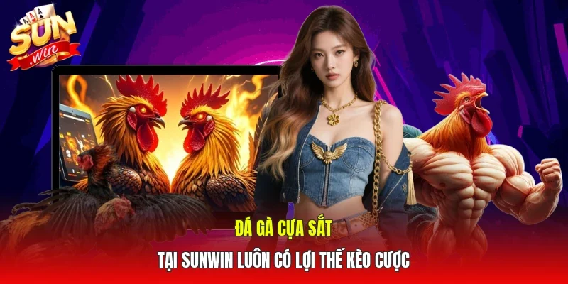 Đá gà cựa sắt tại SUNWIN luôn có lợi thế kèo cược