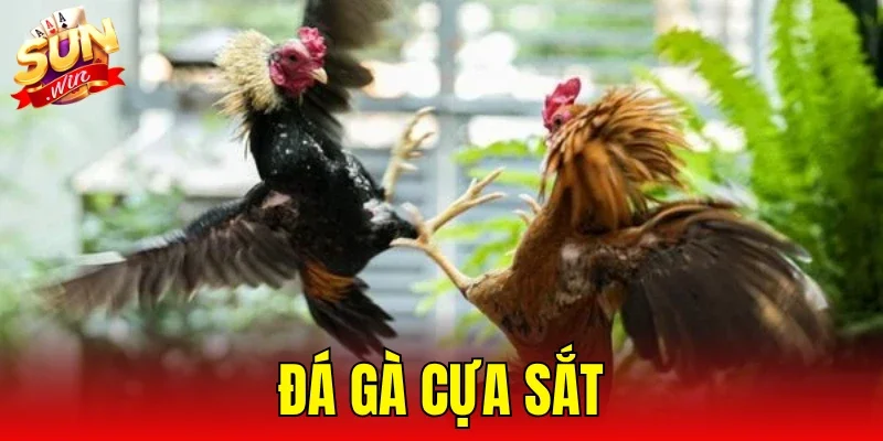Đá Gà Cựa Sắt