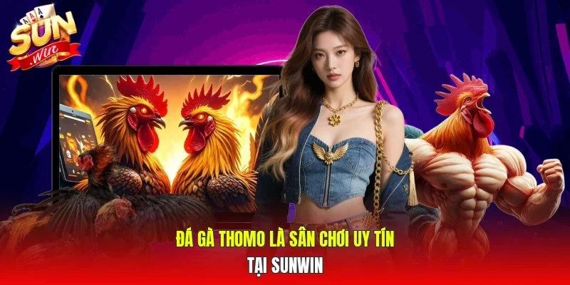 Đá gà Thomo là sân chơi uy tín tại Sunwin